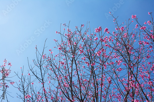 Wild himalayan cherry flowers with blue sky background.Thai sakura flowers