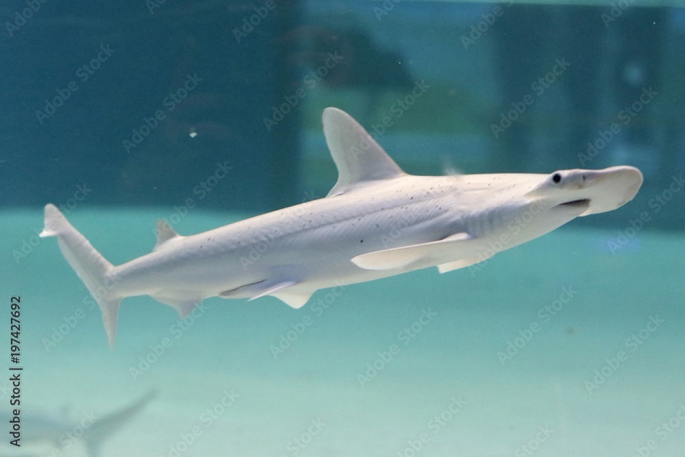 Fototapeta premium shark