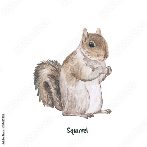 Illustration of squirrel  photo