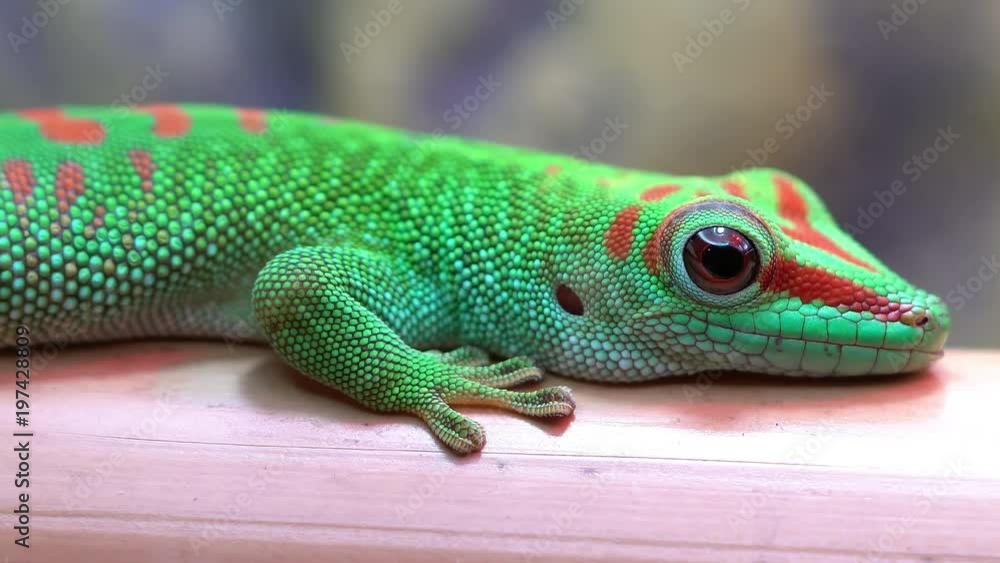 Macro view of Crimson Giant Day Gecko as it stills on bamboo. Macro view of Crimson Giant Day Gecko as it stills on bamboo.