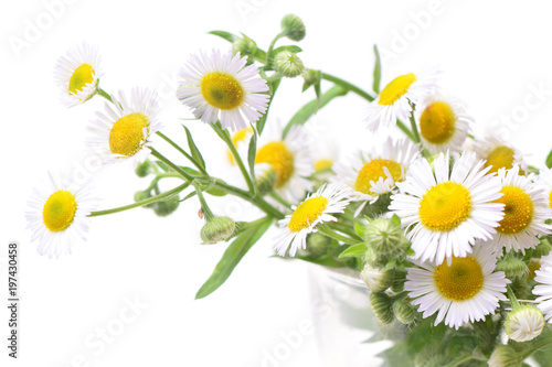 Fototapeta Naklejka Na Ścianę i Meble -  Flower camomile