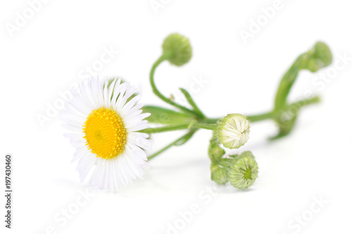 Fototapeta Naklejka Na Ścianę i Meble -  Flower camomile