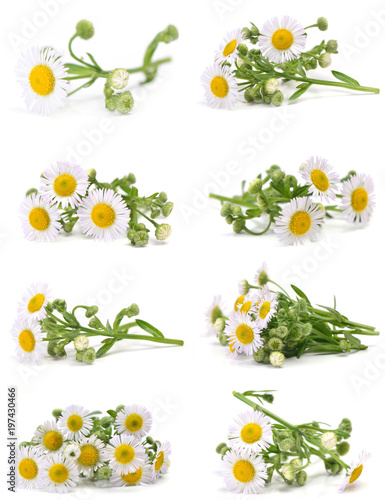 Fototapeta Naklejka Na Ścianę i Meble -  Flower camomile
