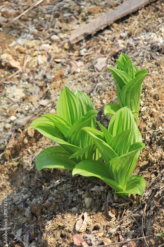 有毒の野草「バイケイソウ」(宮城県)
