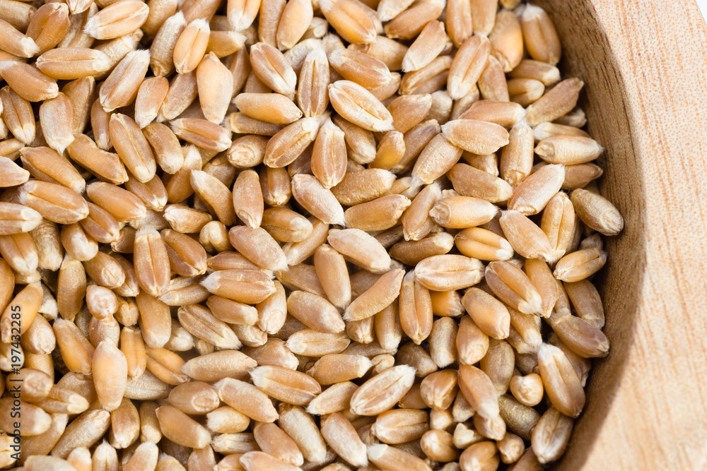 Pearl Barley Pearled Whole Grain Food Wood Ramikin Pearl Barley Pearled Whole Grain Food Wood Ramikin