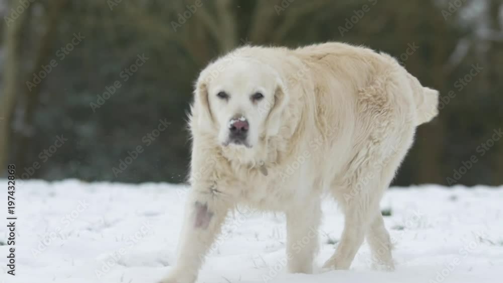 Dog Running in Snow, Slow Motion Dog Running in Snow, Slow Motion