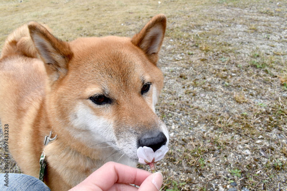 柴犬・桜