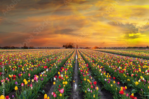 zmierzch-nad-tulipanowymi-polami