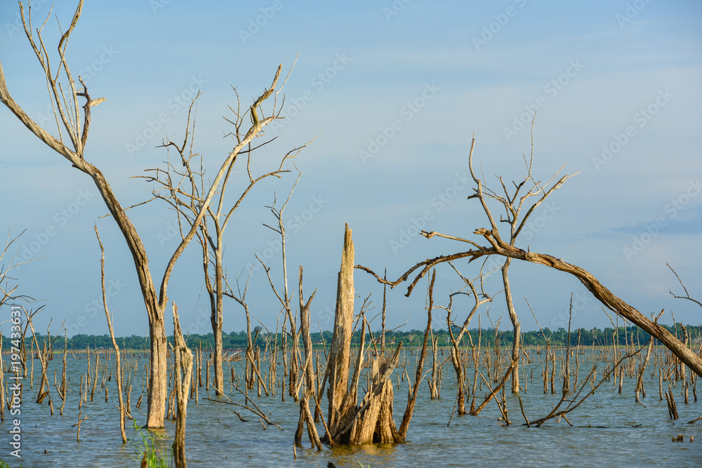 Dead trees in swamp in national public park