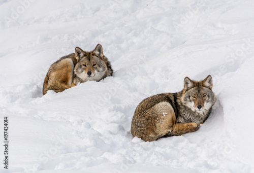 Duo of Coyotes Lying on the Snow © Fitawoman