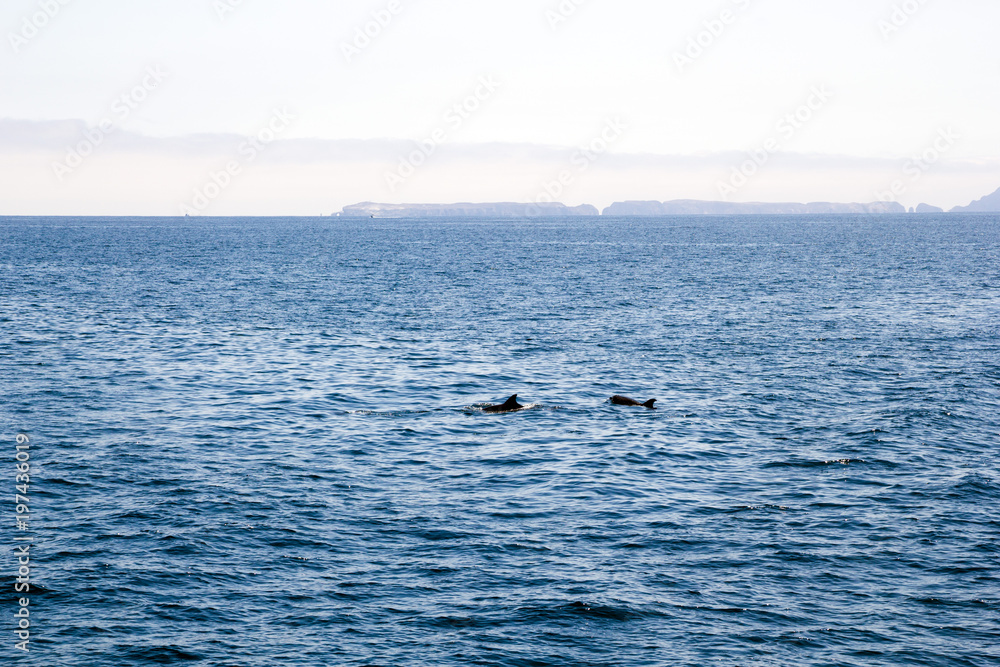 Fototapeta premium Playful Dolphins near Channels Islands, California