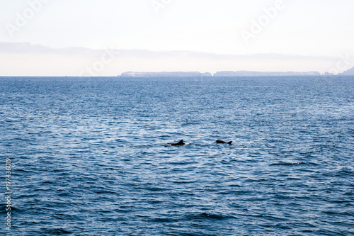 Playful Dolphins near Channels Islands, California