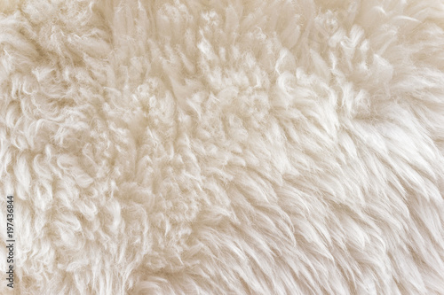 White soft wool texture background, cotton wool, light natural sheep wool, close-up texture of white fluffy fur, wool with beige tone, fur with a delicate peach tint