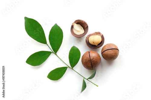 Isolated aromatic macadamia nuts with green twig on white background. Top view.  photo