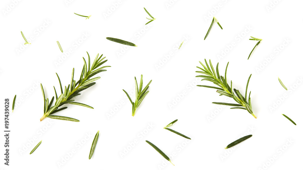 Fototapeta premium Fresh rosemary on white background