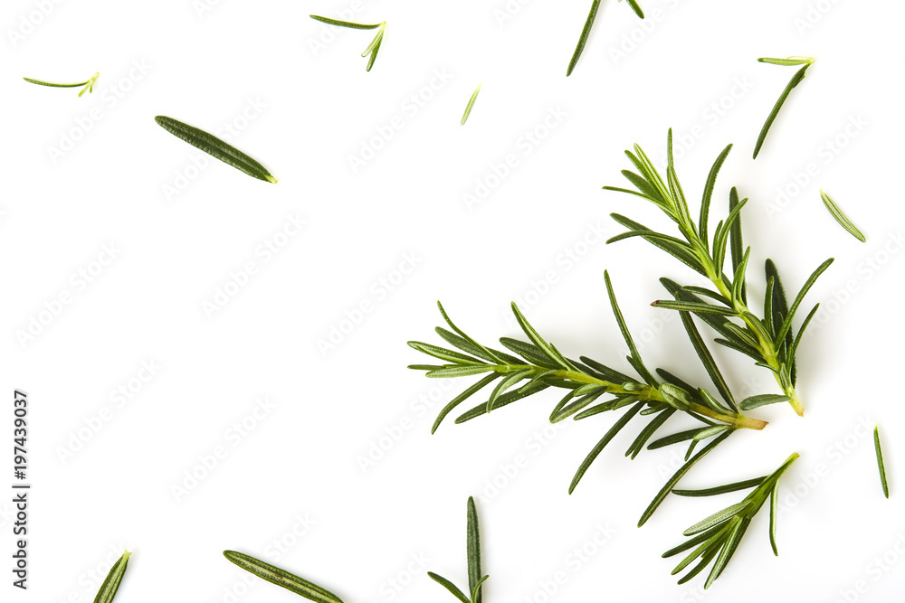 Naklejka premium Fresh rosemary on white background