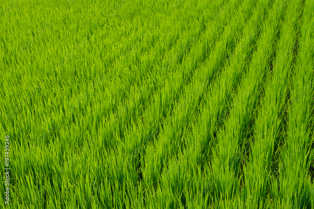 緑の稲 緑の稲