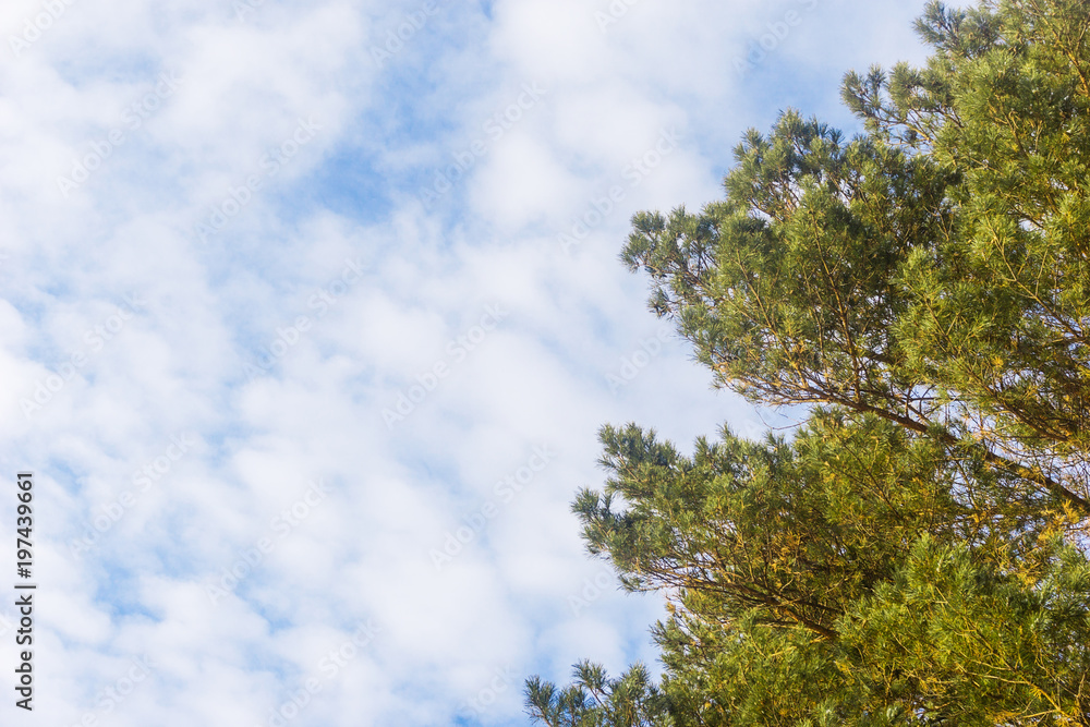 green pine branches against the blue sky with clouds background, fragment of the tree ate against the sky, view from below upwards green pine branches against the blue sky with clouds background, fragment of the tree ate against the sky, view from below upwards