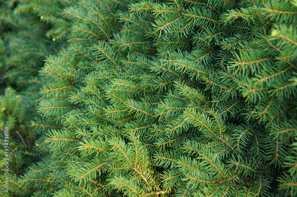 Green abies or christmas tree many branches background