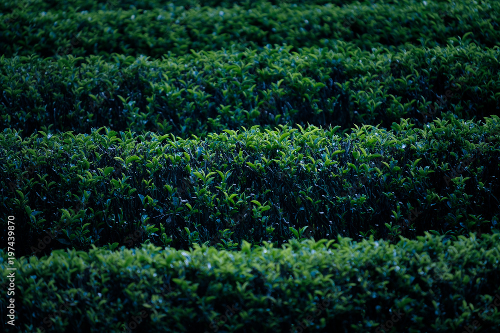 Obraz premium 宇治茶イメージ