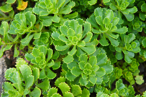 Sedum kamtschaticum or kamchatka sedum stonecrop green plant background