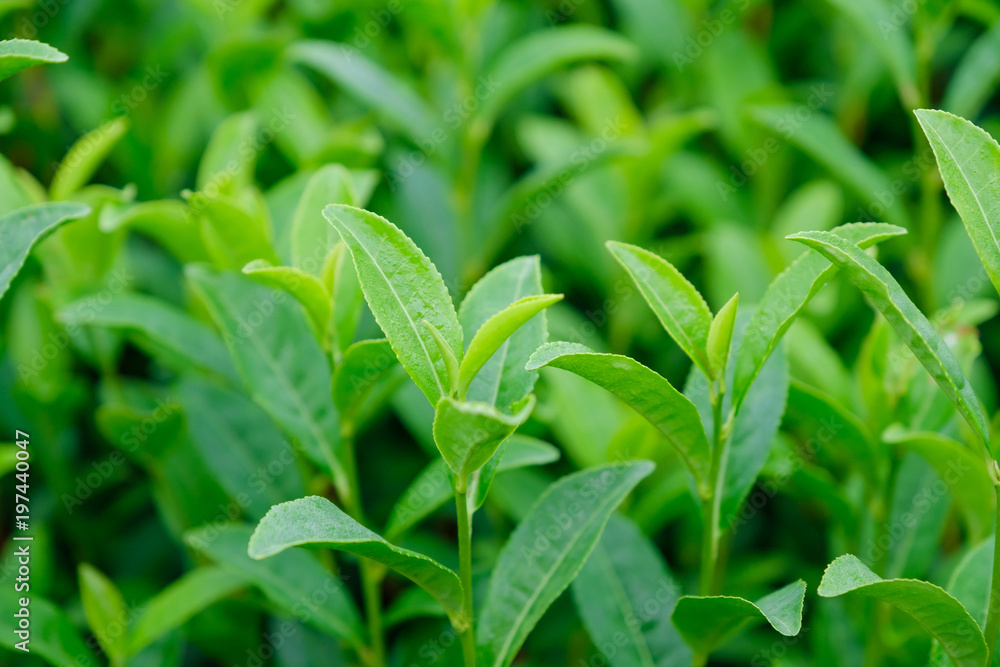 京都府和束町の茶畑
