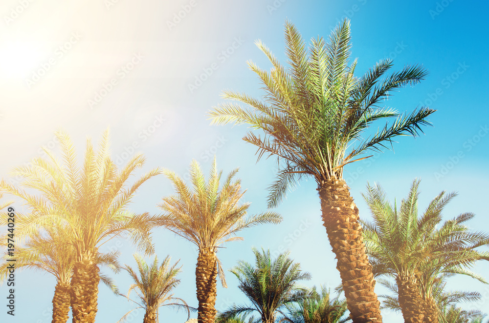 Green tropical palm trees over clear blue sky. Summer and travel concept. Holiday background. Palm leaves and branches texture with copy space.