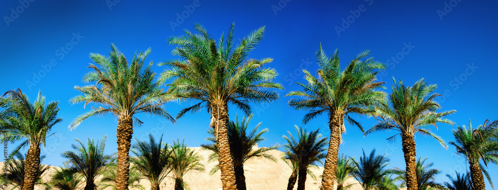 Obraz premium Green tropical palm trees over clear blue sky. Summer and travel concept. Holiday background. Palm leaves and branches texture with copy space. Banner.