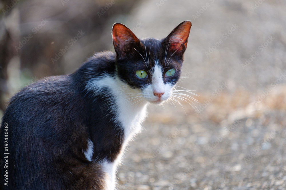 Fototapeta premium こちらを見つめる猫