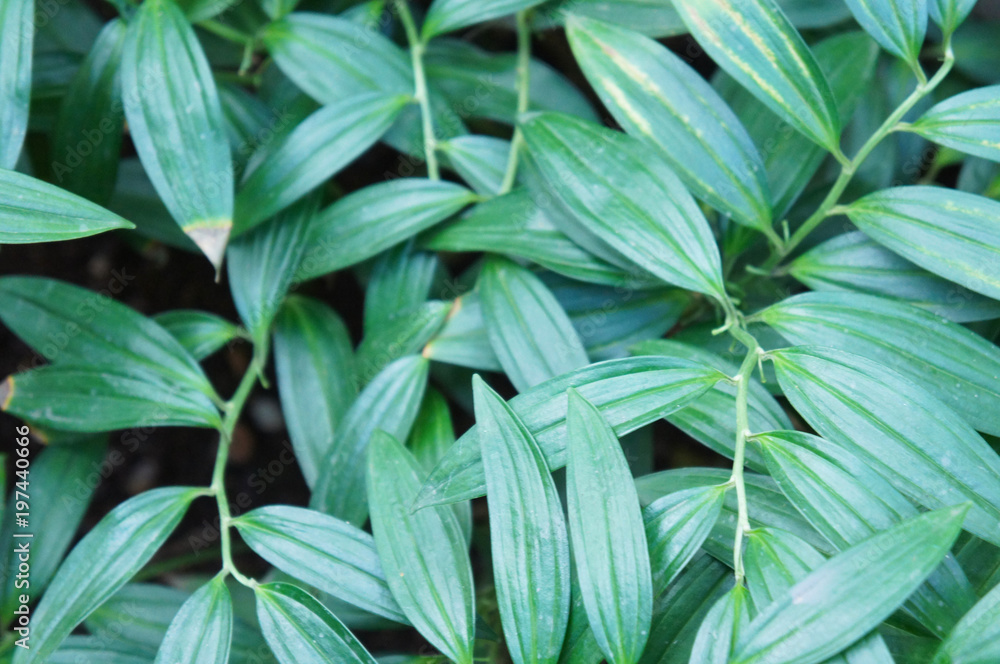 Fototapeta premium Polygonatum odoratum green plant leaves background