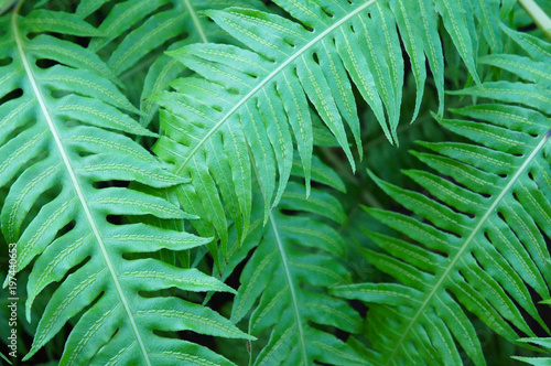 Woodwardia radicans green fern leaves background