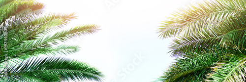 Tropical green palm leaves and branches on blue sky with copy space. Sunny day, summer concept. Sun over palm trees. Travel, holiday background. Banner