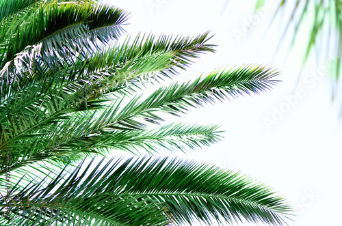 Tropical green palm leaves and branches on blue sky with copy space. Sunny day, summer concept. Sun over palm trees. Travel, holiday background.