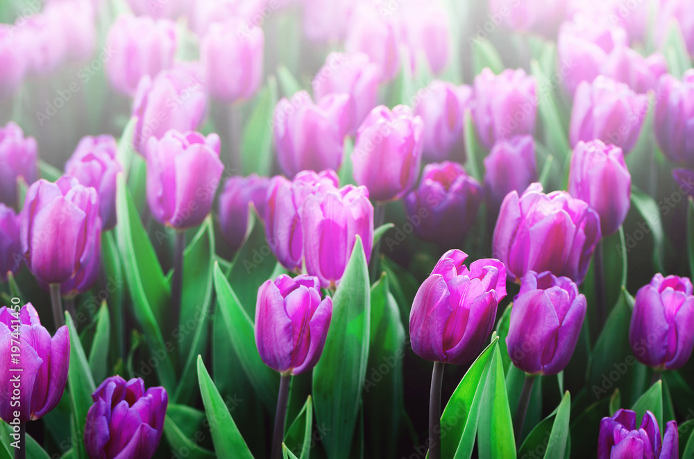 Violet, purple, lilac tulips background. Summer and spring concept, copy space. Tulip flowers field in sunlight. Soft selective focus. Violet, purple, lilac tulips background. Summer and spring concept, copy space. Tulip flowers field in sunlight. Soft selective focus.