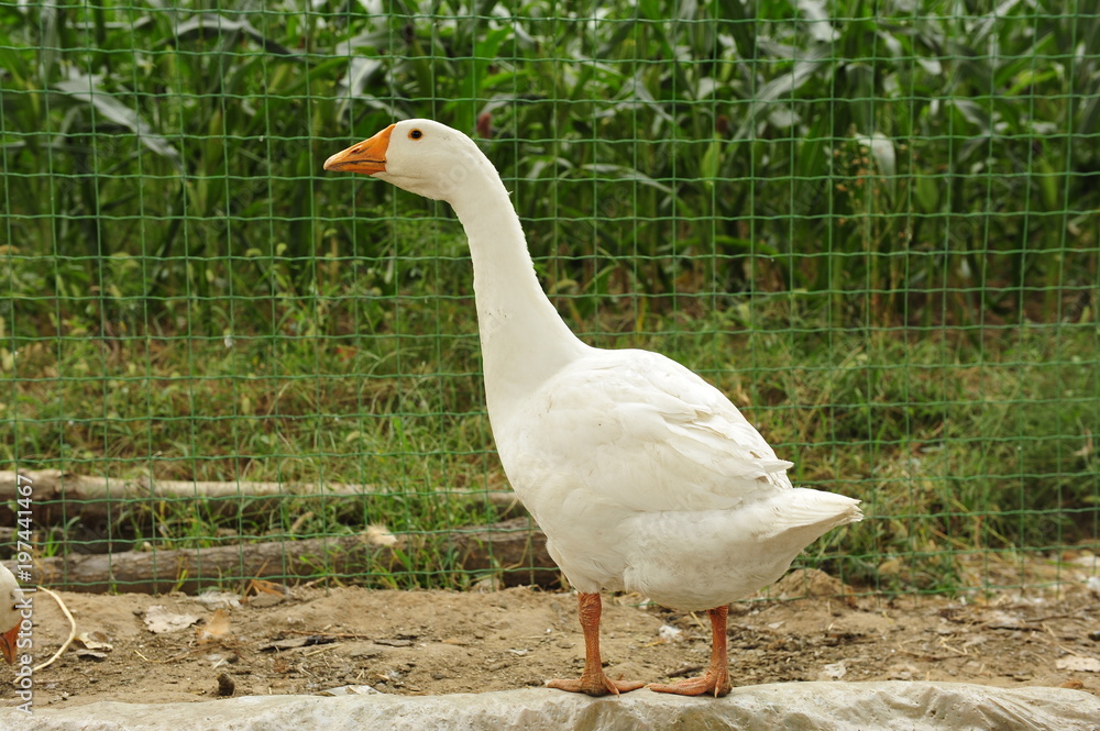 goose goose