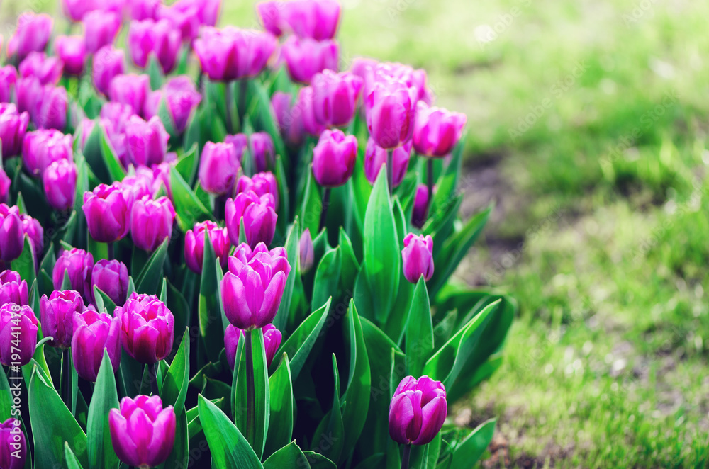 Obraz premium Violet, purple, lilac tulips background. Summer and spring concept, copy space. Tulip flowers field in sunlight. Soft selective focus.