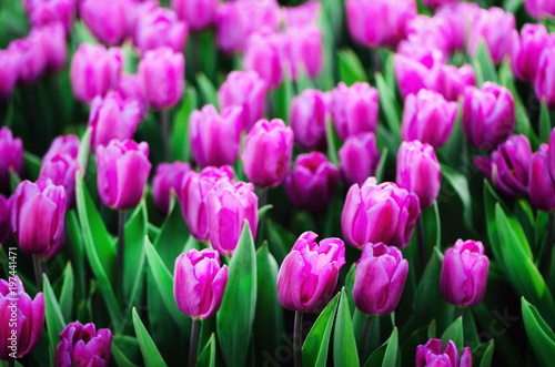 Violet, purple, lilac tulips background. Summer and spring concept, copy space. Tulip flowers field in sunlight. Soft selective focus.