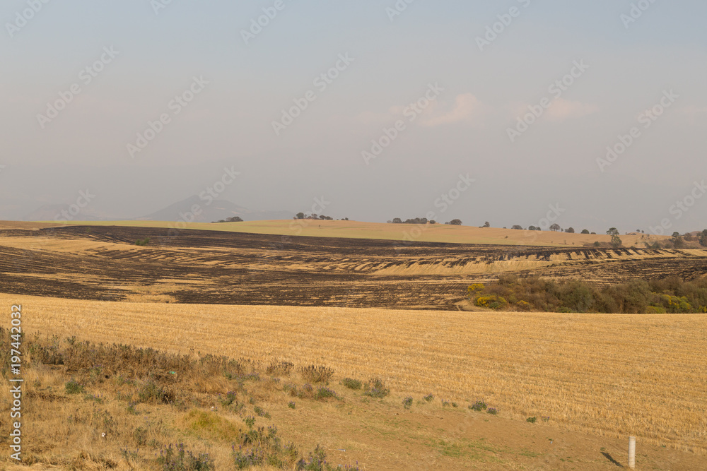Fototapeta premium landscape, sky, nature, grass