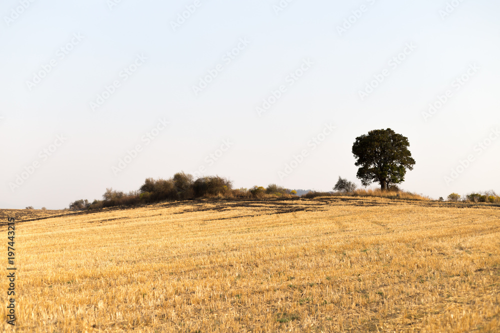 field, landscape, sky, agriculture, nature, wheat, 