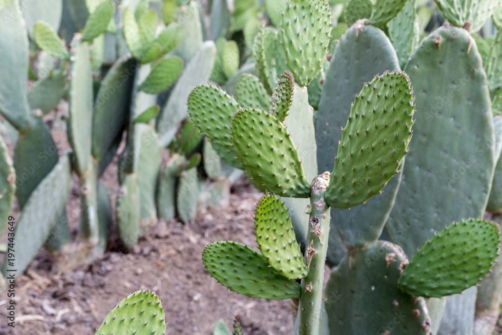 Cactus, nopal, plant, green, desert Cactus, nopal, plant, green, desert