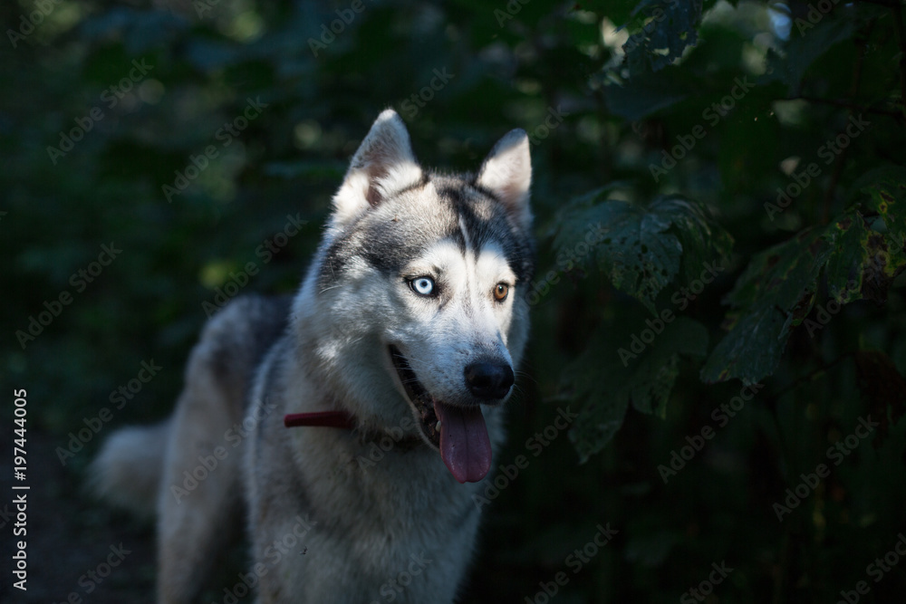 Mystic Portrait of Beautiful Gray Dog breed Siberian Husky with different eyes (blue and brown) walking in summer enchanted forest in the evening