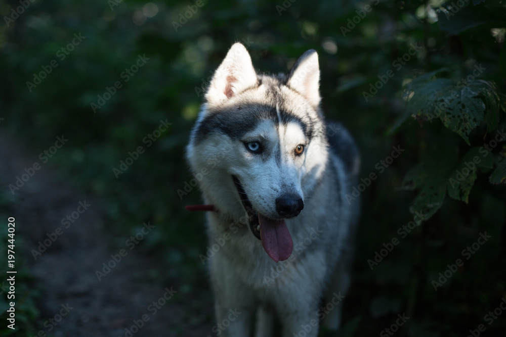 Portrait of Mysterious Gray Dog breed Siberian Husky with different eyes (blue and brown) walking in summer forest in the evening Portrait of Mysterious Gray Dog breed Siberian Husky with different eyes (blue and brown) walking in summer forest in the evening