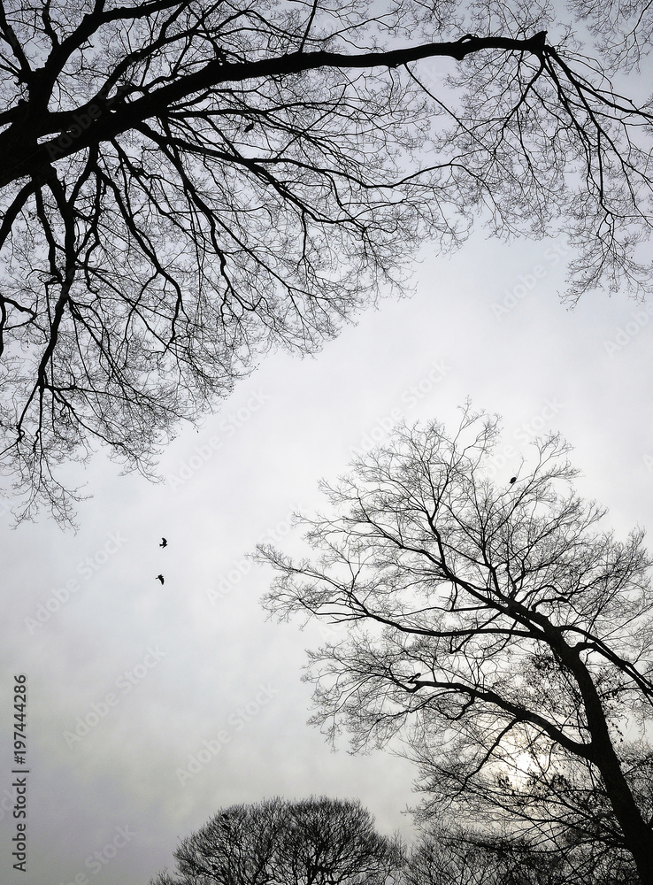 Obraz premium Stormy winter cloudy sky seen through leafless trees and two crows fly overhead.