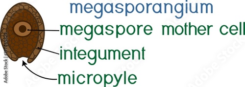 Structure of megasporangium of gymnosperm plant with titles