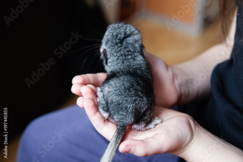 Little gray chinchilla is sitting on the hands of a child