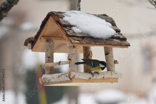 Obraz na plátne Parus mayor fount its grain