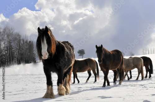leader of the pack, beautiful horses in the snow