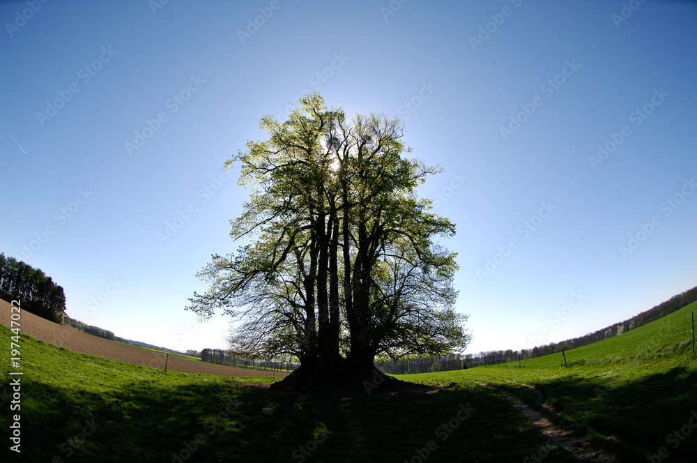 arbre remarquable nature environnement vert arbre remarquable nature environnement vert