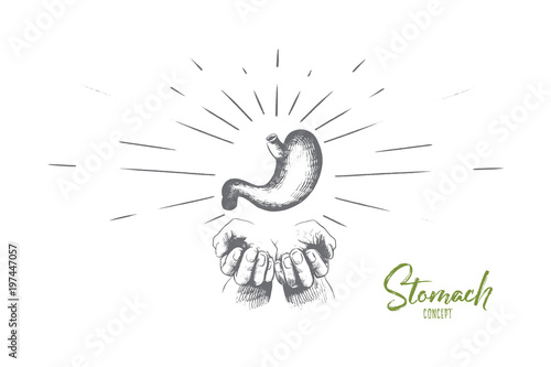 Stomach concept. Hand drawn human stomach in hands. Strong healthy stomach, digestive tract isolated vector illustration.
