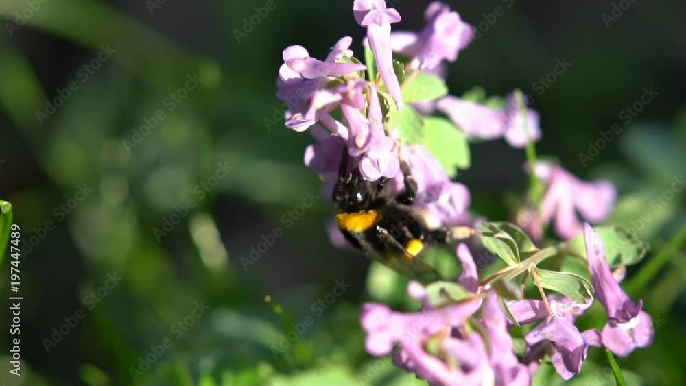 Bumblebe on a spring purple flowers under the bright sun Bumblebe on a spring purple flowers under the bright sun